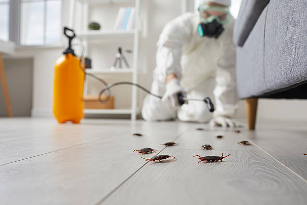 Commercial Kitchen Cockroach Control in Westvale